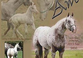 Appaloosa (Appaloosa, Stallion) in Cameron, WI
