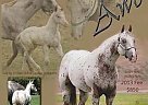 Appaloosa - Horse for Sale in Cameron, WI 