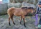 Paint Pony - Horse for Sale in Kipling, SK S0G2S0
