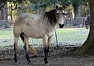 Quarter Horse Mare for Sale in Covington, Louisiana Willow