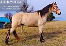 Racking - Horse for Sale in Limestone, TN 65742