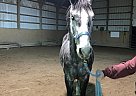 Leo - Gelding in North Syracuse, NY Leo - Gelding in North Syracuse, NY