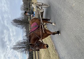 Quarter Horse (Quarter Horse, Gelding) in Middletown, VA