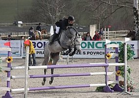 Warmblood (Warmblood, 7 yrs)
