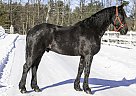 Mateo - Gelding in Barrie, ON Mateo - Gelding in Barrie, ON