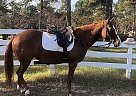 Quarter Horse Mare for Sale in Vass, North Carolina Quarter Horse Mare for Sale in Vass, North Carolina