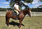 Quarter Horse Mare for Sale in Vass, North Carolina Quarter Horse Mare for Sale in Vass, North Carolina