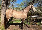 Andalusian - Horse for Sale in , CA 93637
