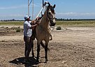 Andalusian - Horse for Sale in , CA 93637
