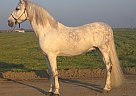 Andalusian - Horse for Sale in , CA 93637