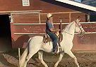 Andalusian - Horse for Sale in , CA 93637