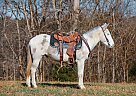 Mule - Horse for Sale in Petersburg, TN 37091