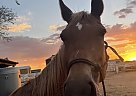 Quarter Horse - Horse for Sale in Prescott Valley, AZ 86315 Quarter Horse - Horse for Sale in Prescott Valley, AZ 86315