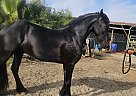 Friesian - Horse for Sale in Ramona, CA 92065
