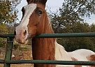 Quarter Horse Gelding for Sale in Gallatin, Tennessee Quarter Horse Gelding for Sale in Gallatin, Tennessee