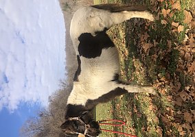 Pony (Welsh, POA, Shetland, Connemara) (Pony (Welsh, POA, Shetland, Connemara), Mare) in Dilliner, PA