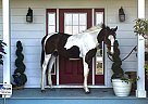 Dutch Warmblood - Horse for Sale in Middletown, VA 22645