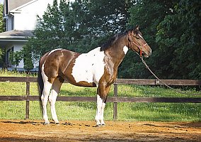 Sporthorse (Warmblood, Gelding) in Middletown, VA