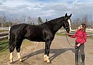 Royal - Gelding in Barrie, ON Royal - Gelding in Barrie, ON