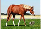 It’sZippoTime - Gelding in Kingston, NH It’sZippoTime - Gelding in Kingston, NH