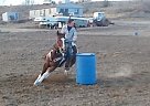 8yr old APHA Gelding 2D Barrels ... Paint Gelding