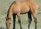 Hollywood Sports Paint Stallion