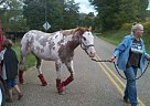 STONES DIAMOND - Mare in Marietta, OH STONES DIAMOND - Mare in Marietta, OH