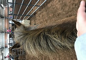 Quarter Horse (Quarter Horse, Gelding) in Lebanon, TN