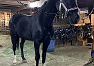 Dutch Warmblood - Horse for Sale in Eden Valley, ON L0L 2K0