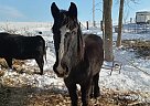 Shire - Horse for Sale in Hillsboro, WI 54634