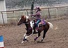 Paint Gelding for Sale in Caldwell, Texas Paint Gelding for Sale in Caldwell, Texas