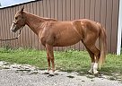 Cider - Mare in Linden, IA Cider - Mare in Linden, IA