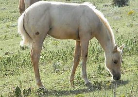 Quarter Horse (Quarter Horse, Stallion) in Hoxie, KS