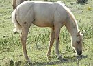 Quarter Horse - Horse for Sale in Hoxie, KS 67740
