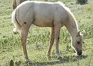 Quarter Horse - Horse for Sale in Hoxie, KS 67740 Quarter Horse - Horse for Sale in Hoxie, KS 67740