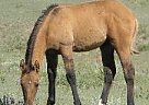 Paint - Horse for Sale in Hoxie, KS Hoxie