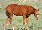 Paint - Horse for Sale in Hoxie, KS 67740 Paint - Horse for Sale in Hoxie, KS 67740