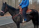 Thoroughbred Gelding for Sale in Youngstown, Ohio Seven ONE Seven