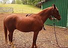 Quarab Gelding for Sale in Sweet Home, Oregon Quarab Gelding for Sale in Sweet Home, Oregon
