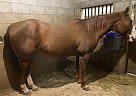 AOKTOBE FRECKLED - Gelding in Louisville, KY AOKTOBE FRECKLED - Gelding in Louisville, KY