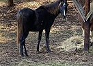 Rocky Mountain Gelding for Sale in Pinson, Alabama Rocky Mountain Gelding for Sale in Pinson, Alabama