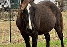 Rocky Mountain Gelding for Sale in Pinson, Alabama Rocky Mountain Gelding for Sale in Pinson, Alabama