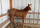 Paint - Horse for Sale in Hoxie, KS 67740 Paint - Horse for Sale in Hoxie, KS 67740