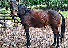 Standardbred Gelding for Sale in Sweet Home, Oregon Standardbred Gelding for Sale in Sweet Home, Oregon