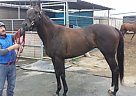 - Gelding in Los Alamitos, CA - Gelding in Los Alamitos, CA