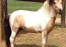 Miniature - Horse for Sale in Warrenville, SC 29851