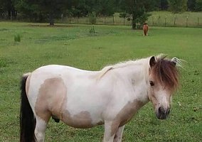 Miniature Horse (Miniature Horse, Gelding) in Warrenville, SC