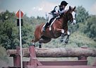Appendix Stallion for Sale in Spring Green, Wisconsin Appendix Stallion for Sale in Spring Green, Wisconsin