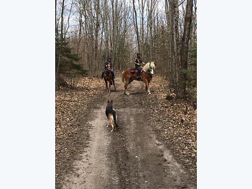 18hh Belgian Gelding (7yrs)