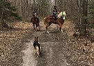Belgian Draft - Horse for Sale in Pickford, MI 49774 Belgian Draft - Horse for Sale in Pickford, MI 49774